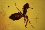 Detailed Fossil Fly (Diptera) & Ant (Formicidae) In Baltic Amber #105463-1